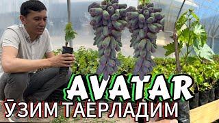 Аватар узум кӯчатлари Тоҷикистонда