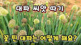 대파 씨앗 받기와 꽃 핀 대파 관리에 대해 알아봅니다. 대파 꽃이 핀 후에도 먹으려면 꽃대를 잘라내면서 꽃대 관리를 하면 됩니다.