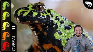 Fire-Bellied Toad, The Best Pet Frog?