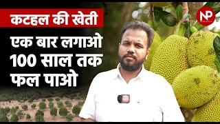 Jackfruit farming business: Jackfruit King explains about Jackfruit farming, Processing & Marketing