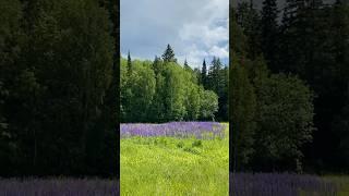 Уральские красоты. Люпины цветут. Пермский край