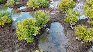 Mud Crab Foraging in Mangroves | Coconut Chilli Crab Cook Up