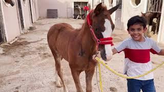 مفرحات للخيل_إختلاف طبع الخيل فالميدان..وتجربه حليب الخيل