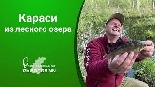 Караси из лесного озера. Проверка новых мест.