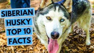 Siberian Husky - TOP 10 Interesting Facts