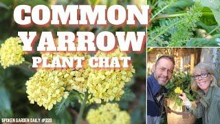 Common Yarrow Plant Chat - SGD 220 