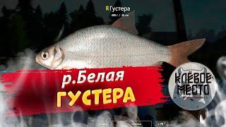 Русская рыбалка 4 - Фарм серебра | р. Белая Густера  |- рр4 густера река белая троф