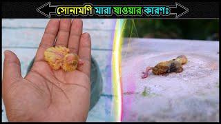 এক দিন বয়সী কবুতরের বাচ্চা মারা যাওয়ার কারণ ও প্রতিকার  Jactok পাখি ভাইয়া