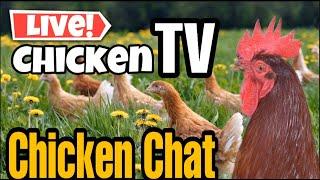  Friday Chicken Chat Live! | Chicken TV