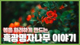 봄바람, 꽃바람 난다는 명자나무의 화려함을 보여주는 흑광명자나무