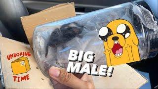 Tarantula Unboxing ~ Someone GAVE me a RARE TARANTULA for FREE ?!!