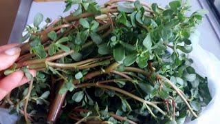 Who hasn't tried weed yet? Very tasty and healthy! Purslane salad. Tasty and Fast!