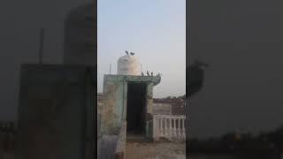#teddykabotar #samisattipigeonclubrwpandisb