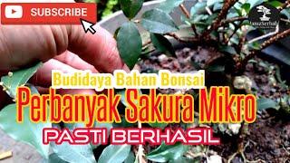 Cara Mudah dan Aman Memperbanyak Sakura Mikro