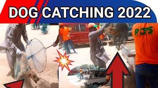 Dog Catching in Karachi 2022 | Dogs Hunter