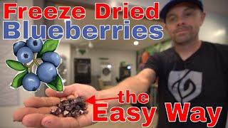 Freeze Drying Blueberries THE EASY WAY! #freezedriedblueberries