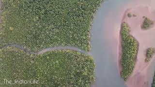 Achara Mangroves,Konkan