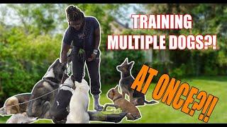 HOW TO TRAIN MULTIPLE DOGS AT THE SAME TIME