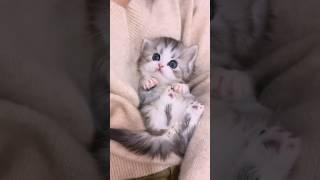 The Cutest Baby Kitten Ever! #cute #cat #kitten #meow  #funny