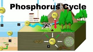 Phosphorus Cycle