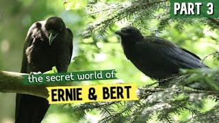 Baby Crows Playing & Exploring Forest  The Secret World Of Ernie & Bert - EPISODE 3 | Nature Film