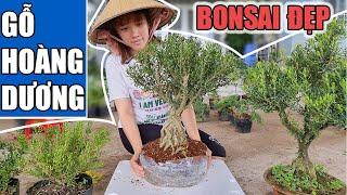 Gỗ Hoàng Dương Bonsai LÔ MỚI SIÊU ĐẸP RẺ |  Ngân 0386569374