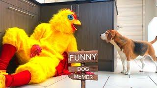 FUNNY DOG MEMES THAT WILL MAKE YOU LAUGH : LOUIE THE BEAGLE!
