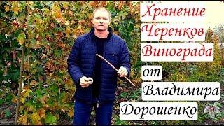 Хранение черенков винограда по методу Владимира Дорошенко