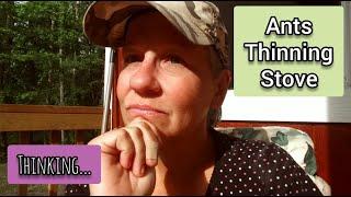 What to do About my Ants, Plants, and my Stove - Ann's Tiny Life