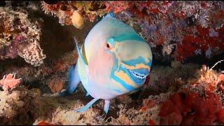 Why Parrotfish are Important