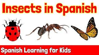 Insects in Spanish | Spanish Learning for Kids