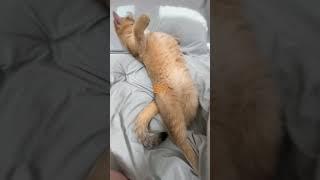 구름이#브리티쉬숏헤어 #고양이 #cat