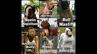 Dog Talking with The Original MasterOfAllBulldogs Truth about Dogs Breeds