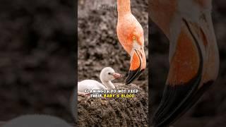 Flamingo Feeding Baby with Crop Milk, Not Blood | What You Need to Know