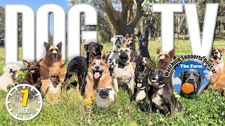 DogTV: Daycare for your Dog - Daily Life of Rescue Dogs in Sanctuary - Entertaining Video for Dogs