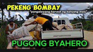 PANGALAWANG HARVEST NI PEKENG BOMBAY NG KANYANG MAIS#pugongbyahero #pbteamdavao #charityvloggers