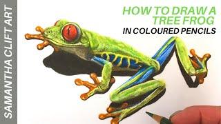 How to Draw a Tree Frog in Coloured Pencil | Samantha Clift Art