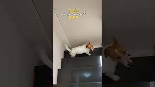 #shorts #shortvideo #viralvideo #viralshorts #funny #cute #dog #home #now #life #love #like #happy