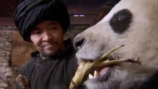 Wild China: Pandas - Living With Giants | Panda Documentary | Natural History