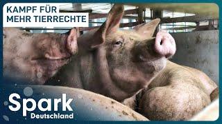 Welche Rechte haben Tiere? | Tierschutz in den Niederlanden | Spark Deutschland