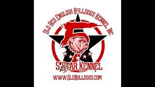 BACKYARD BREEDERS VS REPUTABLE BREEDERS. THE MASTEROFALLBULLDOGS IS WILL KNOWLEDGEABLE ABOUT DOGS