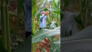 picking some white corn #youtubeshortvideo