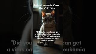 Feline Leukemia Virus (FeLV) in Cats │Cat Health #petcare #cathealth