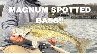 GIANT WINTER SPOTTED BASS ON LAKE CHATUGE (Epic Topwater Blowups)