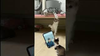 자연반장 #고양이