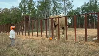 The Elephant Sanctuary | Osh's First Pumpkin