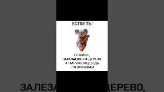 Мем про медведей