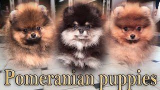 Cute pomeranian puppies 027. #pomeranianpuppy #pomeranians #cutepomeranian