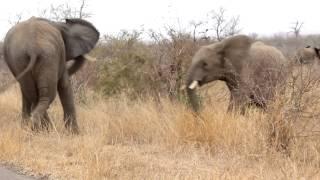 Young Male Elephants