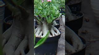 Desert Rose Plant. Adenium. Flower. Gardening. Root. Bonsai. Fertilizer.